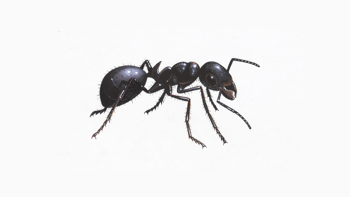 Black garden ant